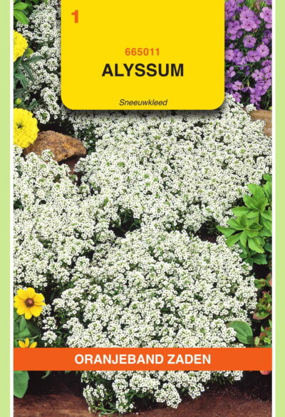 OBZ Alyssum Sneeuwkleed