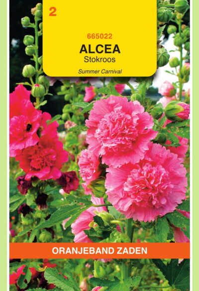 OBZ Althaea (Alcea), Stokroos Summer Carnaval