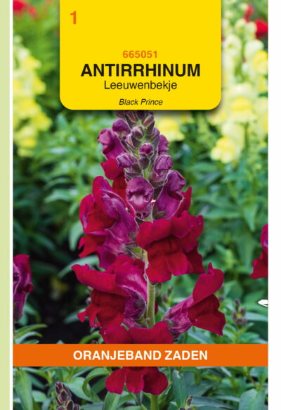 OBZ Antirrhinum majus Nanum Black Prince