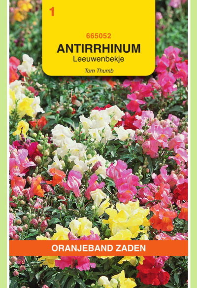 OBZ  Antirrhinum, Leeuwenbekje Tom Thumb