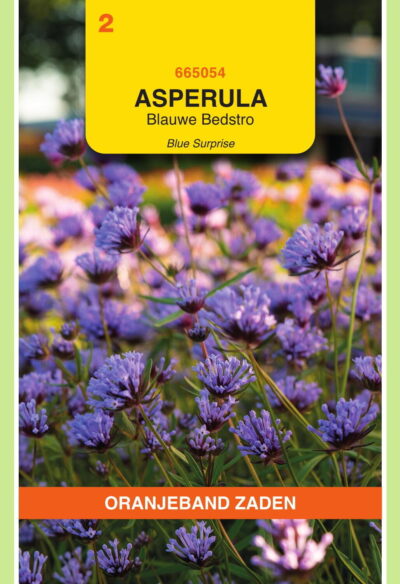 OBZ Asperula, Blauwe Bedstro Blue Surprise