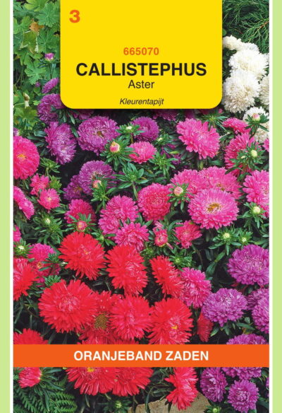 OBZ Callistephus, Aster Kleurentapijt gemengd