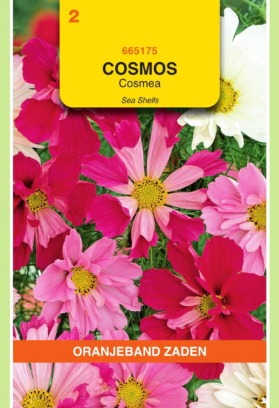 OBZ Cosmos, Cosmea Sea Shells gemengd
