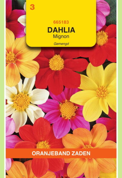 OBZ Dahlia, Mignon gemengd