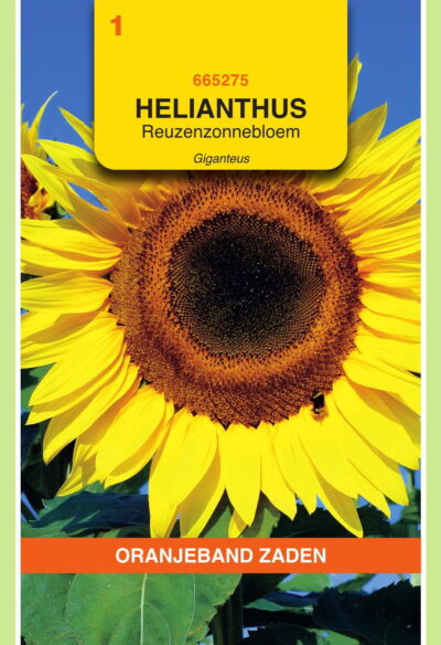 OBZ Helianthus, Zonnebloem Giganteus