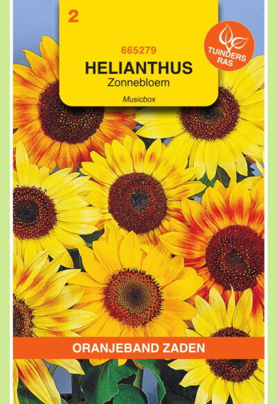 OBZ Helianthus, Zonnebloem Musicbox gemengd