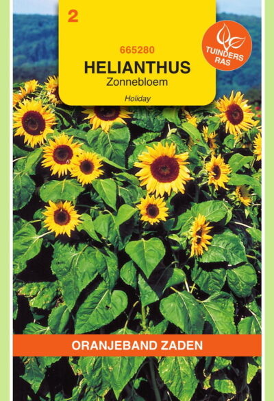 OBZ Helianthus, Zonnebloem Holiday