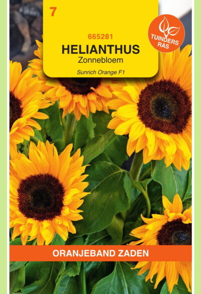 OBZ Helianthus, Zonnebloem Sunrich Orange F1