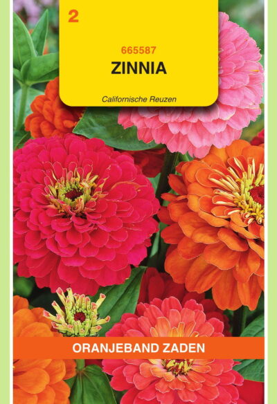 OBZ Zinnia Californische Reuzen gemengd