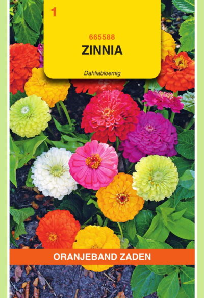 OBZ Zinnia Dahliabloemig gemengd