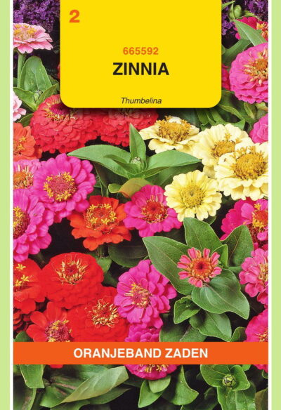 OBZ Zinnia Thumbelina gemengd