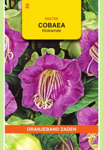 OBZ Cobaea, Klokwinde Violet