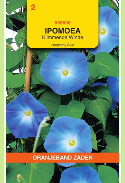 OBZ Ipomoea, Klimmende Winde Heavenly Blue