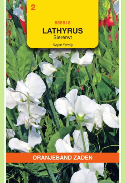 OBZ Lathyrus, Reuk- of siererwt Royal, wit