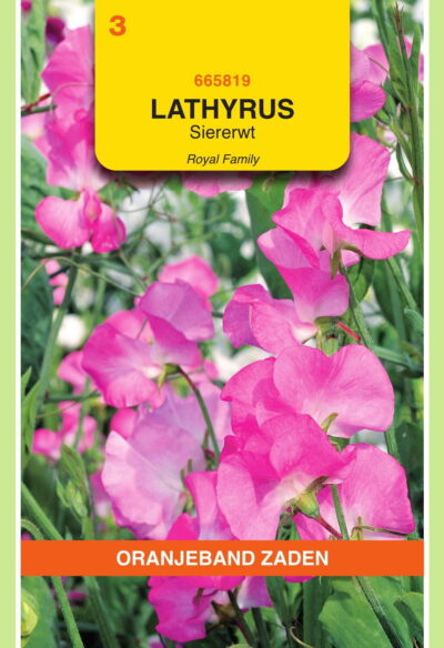 OBZ Lathyrus, Reuk- of siererwt Royal, roze