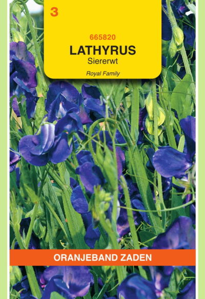 OBZ Lathyrus , Reuk- of siererwt Royal, blauw