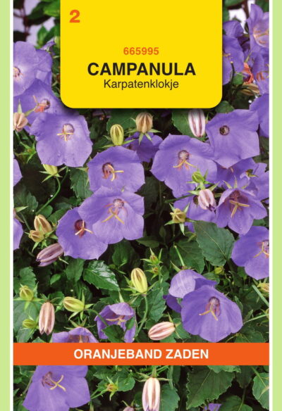 OBZ Campanula, Karpatenklokje