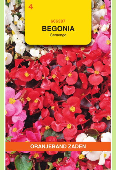 OBZ Begonia gemengd