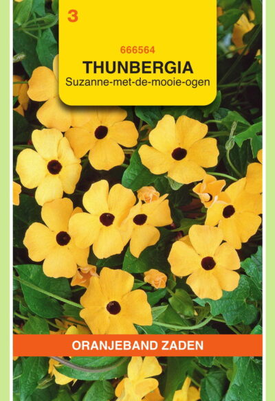 OBZ Thunbergia, Suzanne-met-de-mooie-ogen