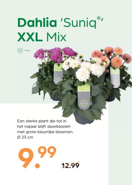 Dahlia 'Suniq' XXL Mix