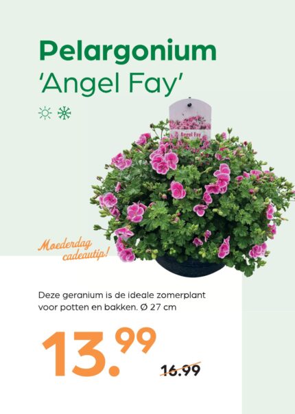 Pelargonium 'Angel Fay'