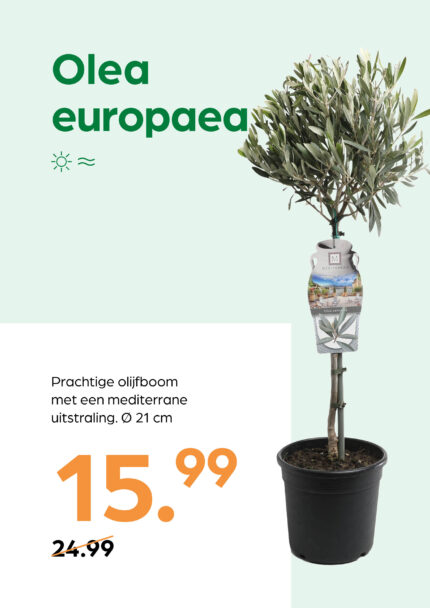 Olea europaea