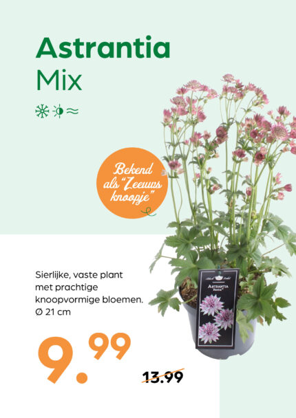 Astrantia Mix