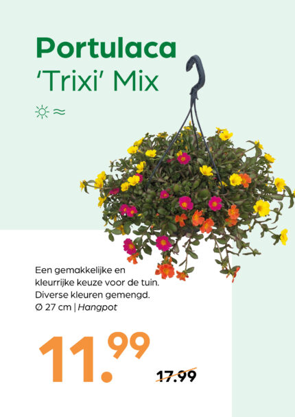 Portulaca 'Trixi' Mix