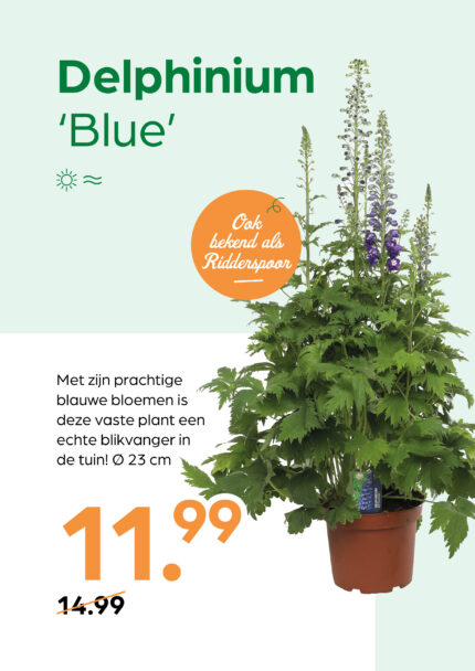 Delphinium 'Blue'