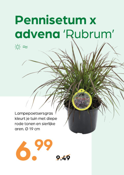 Pennisetum x advena 'Rubrum'