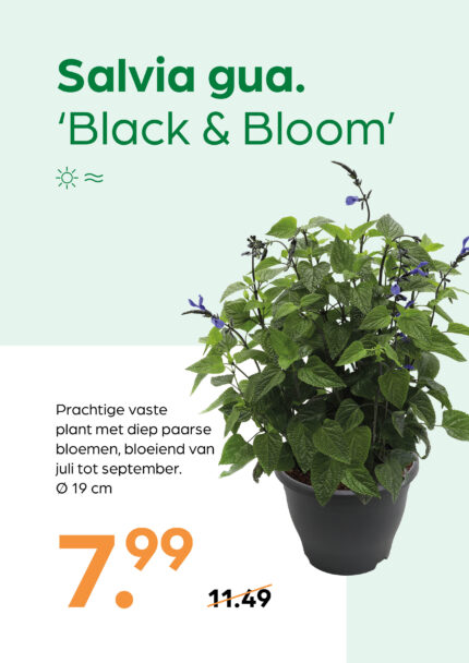 Salvia gua. 'Black & Bloom'