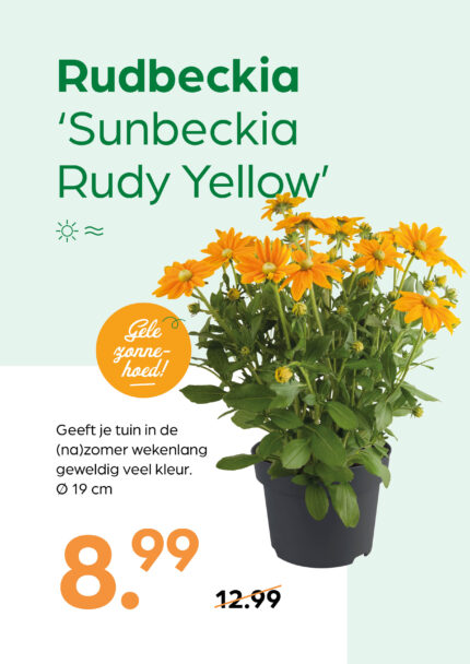 Rudbeckia 'Sunbeckia Rudy Yellow'