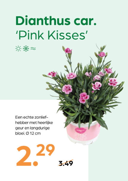 Dianthus car. 'Pink Kisses'