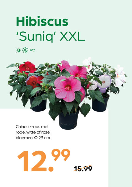 Hibiscus 'Suniq XXL'