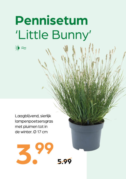 Pennisetum 'Little Bunny'