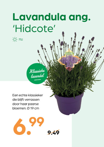 Lavandula ang. 'Hidcote'
