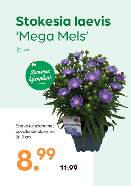 Stokesia laevis 'Mega Mels'
