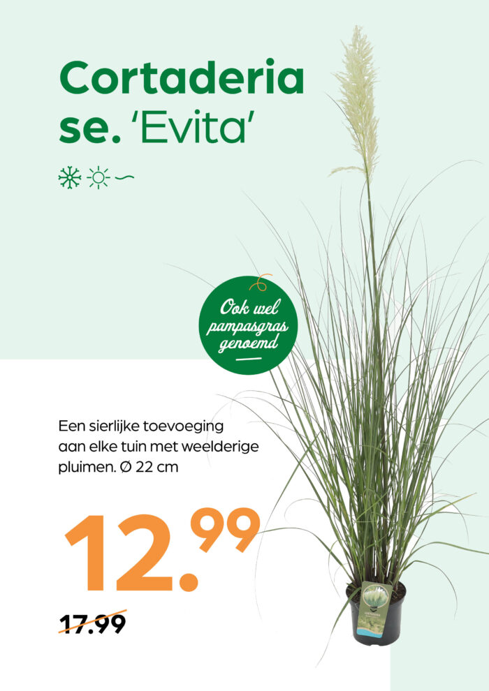 Cortaderia se. 'Evita' - Afbeelding 1