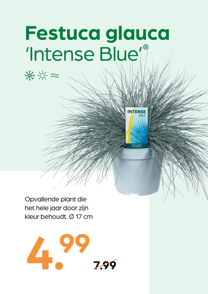 Festuca glauca 'Intense Blue' - Afbeelding 1