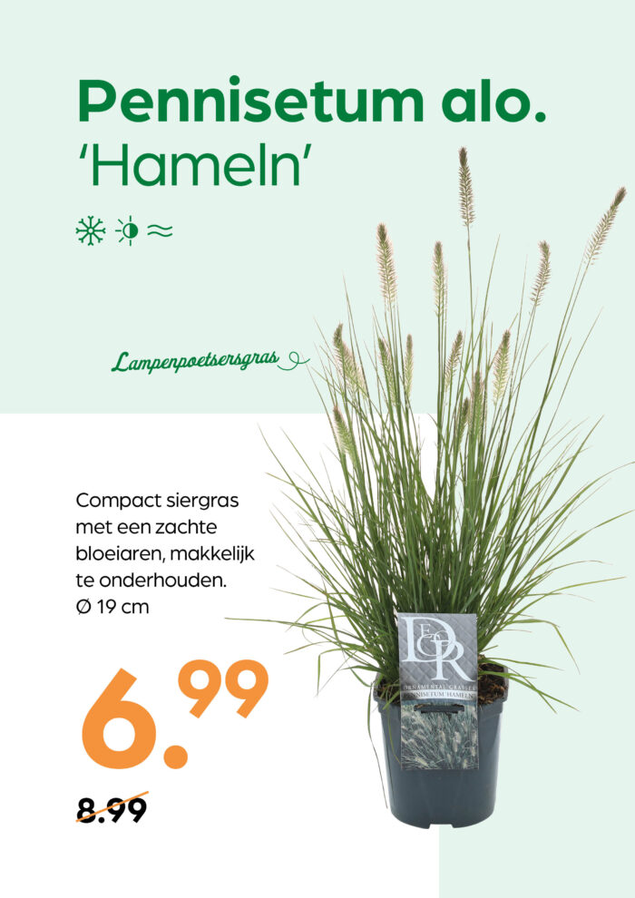 Pennisetum alo. 'Hameln' - Afbeelding 1