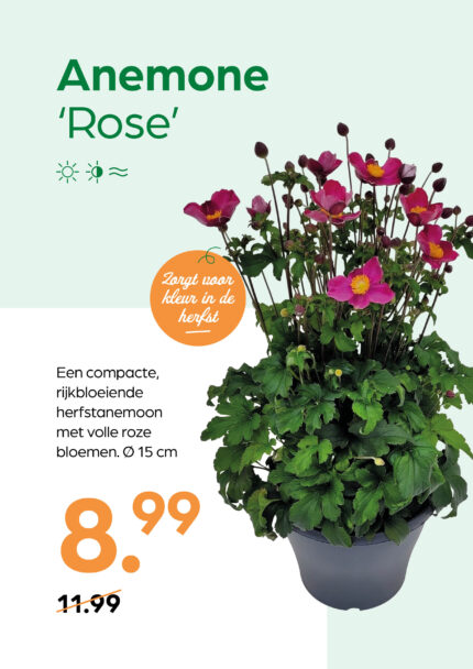 Anemone 'Rose'