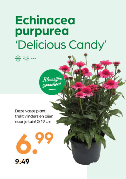 Echinacea purpurea 'Delicious Candy'