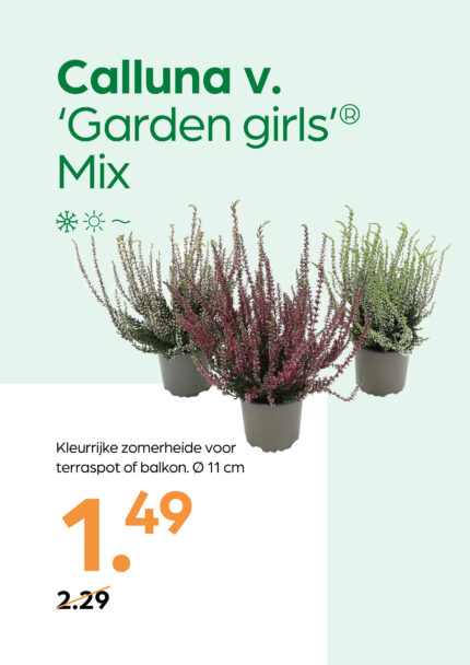 Calluna v. 'Garden Girls' Mix