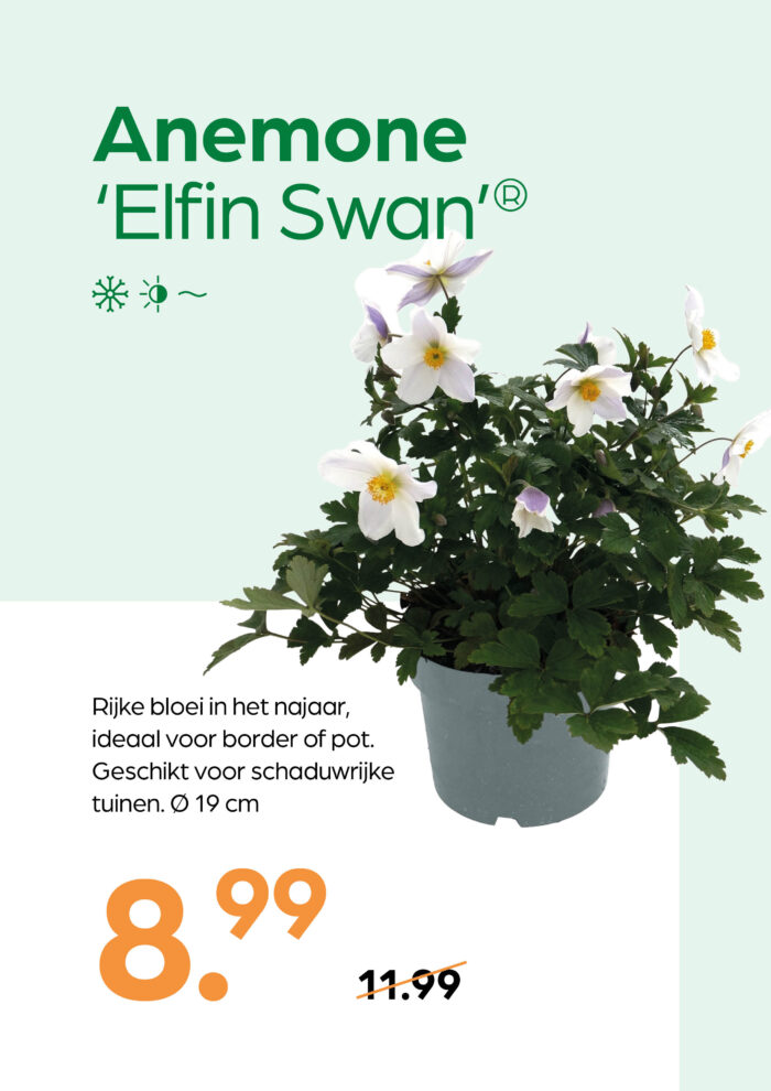 Anemone 'Elfin Swan' - Afbeelding 1