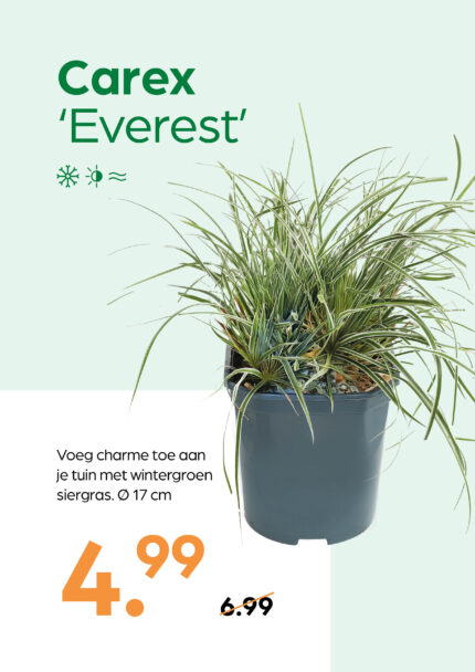 Carex 'Everest'