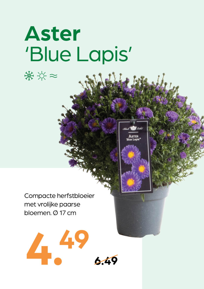 Aster 'Blue Lapis' - Afbeelding 1