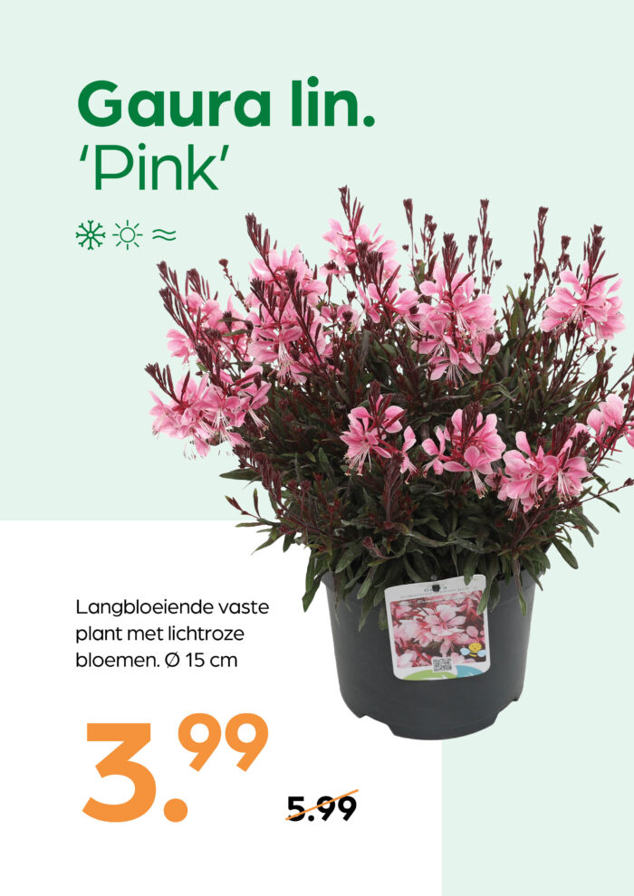 Gaura lin. 'Pink' - Afbeelding 1