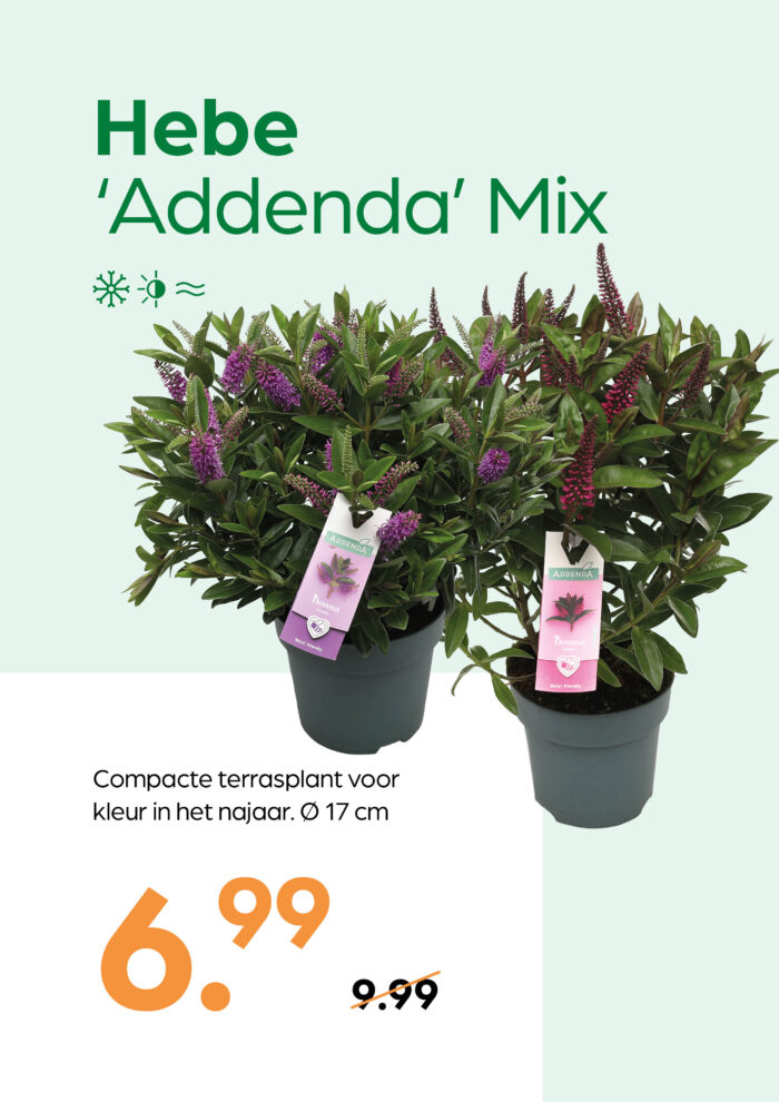 Hebe 'Addenda' Mix - Afbeelding 1
