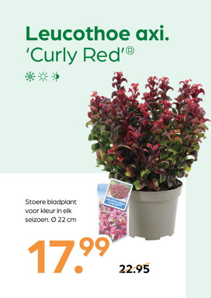 Leucothoe axi. 'Curly Red'