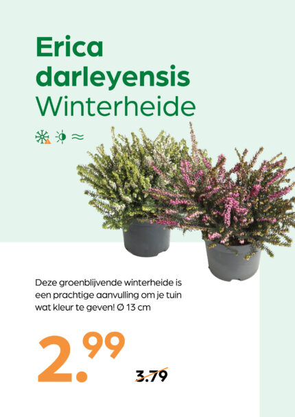 Erica darleyensis Winterheide